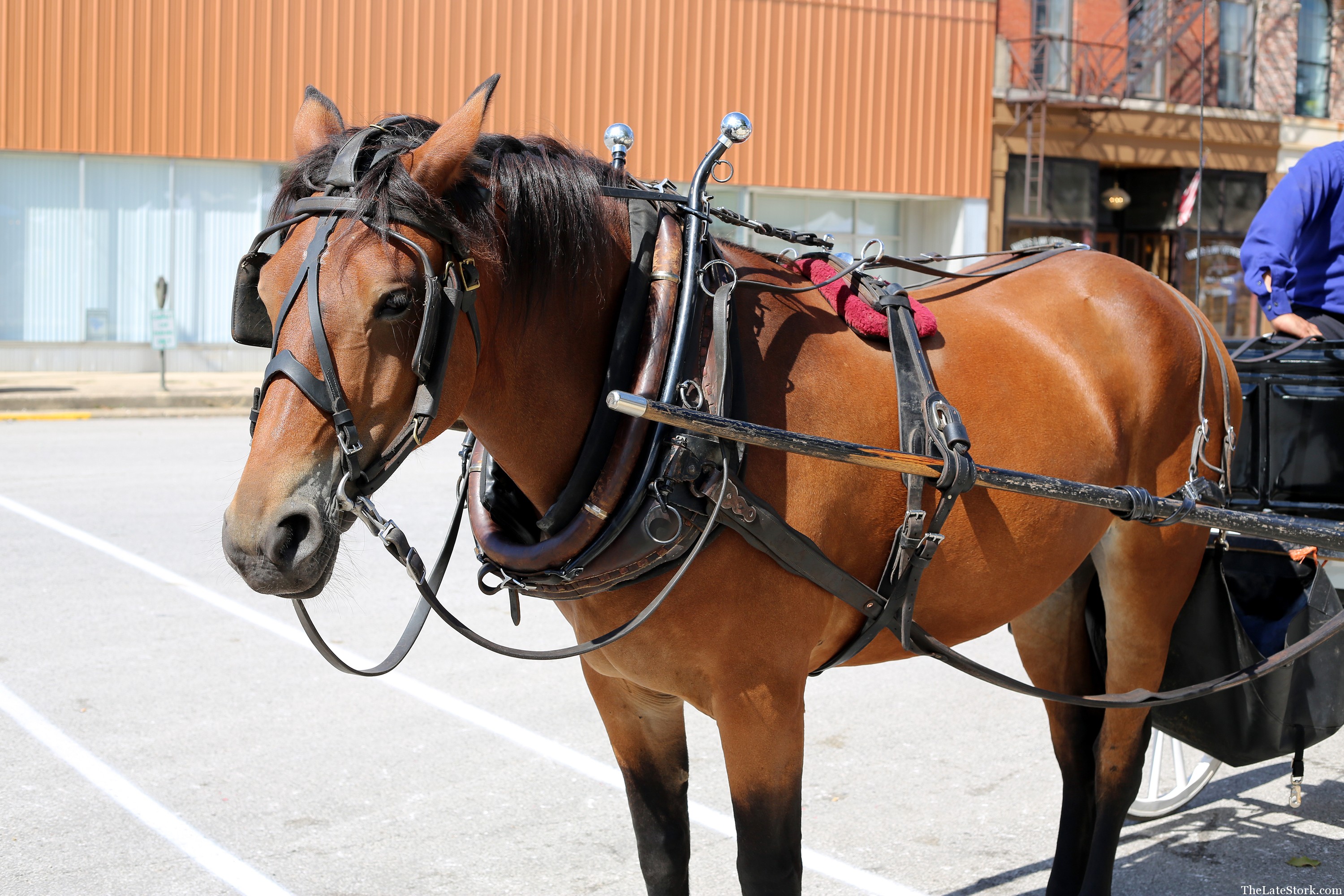 Apple Butter Festival! ♥ The Late Stork